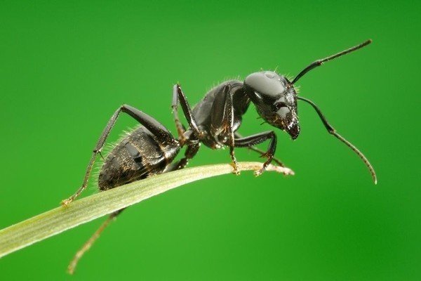 Борьба с земляными муравьями способами