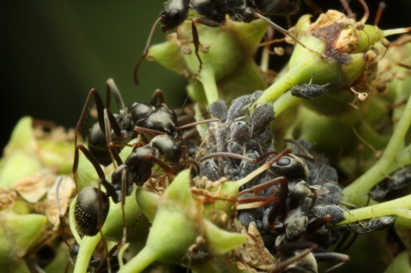 Черный садовый муравей с тлей