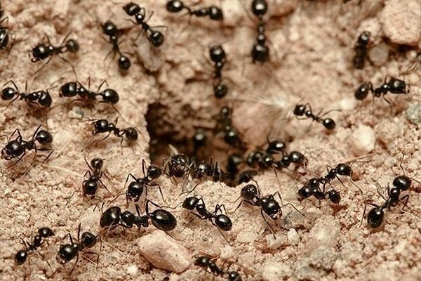 Чёрный садовый муравей