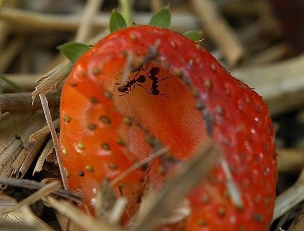 Вредители поедающие ягоды клубники