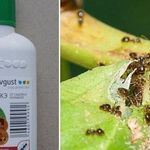 Применение средства Муравьед против муравьев
