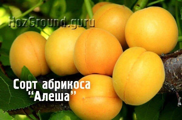 Абрикос сорт ананасный