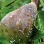 Причины и признаки плодовой гнили слив и груш, методы сохранения урожая
