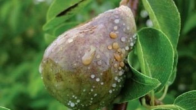 Причины и признаки плодовой гнили слив и груш, методы сохранения урожая