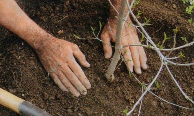 Подготовка почвы для посадки сливы