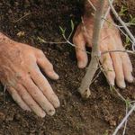 Садим грушу на участке – советы по выращиванию фруктового дерева
