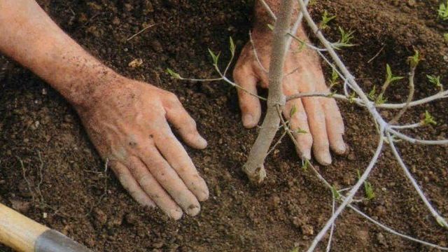 Посадка груши – выбор почвы, подкормка и другие правила ухода