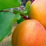 Особенности выращивания и ухода за абрикосом сорта Мелитопольский ранний