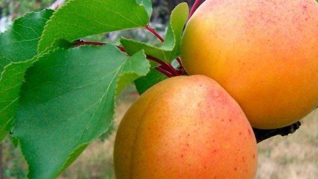 Особенности выращивания и ухода за абрикосом сорта Мелитопольский ранний