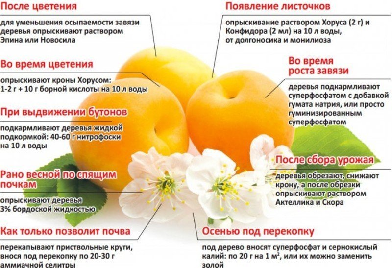 Схема удобрения абрикоса