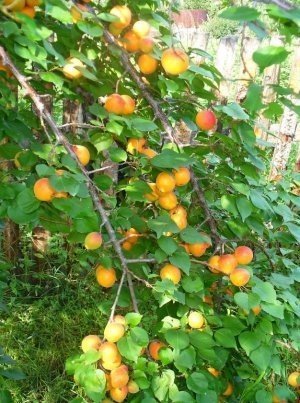 Сорт абрикоса мелитопольский