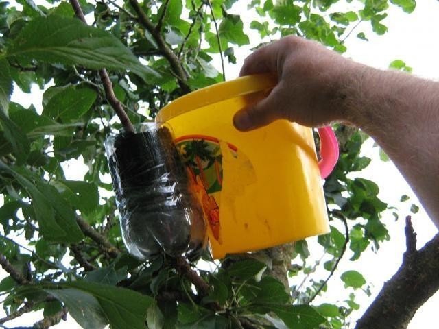 Размножение плодовых деревьев воздушными отводками