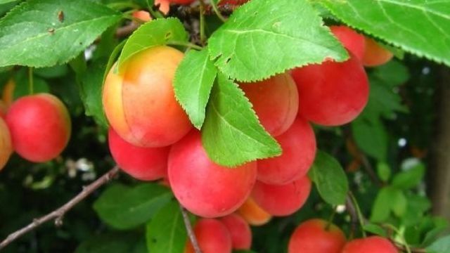 Сливово-вишневый гибрид: описание сортов, отзывы, фото, посадка и уход