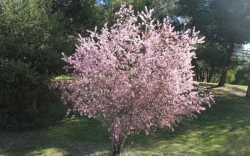 Сливово-вишневый гибрид цветение