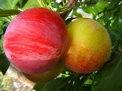 Сорт персика ред хевен