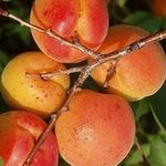Сорт абрикоса Алёша — декоративный и неприхотливый