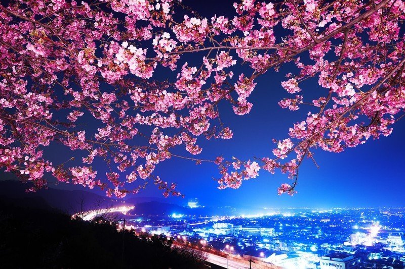 Цветение сакуры япония