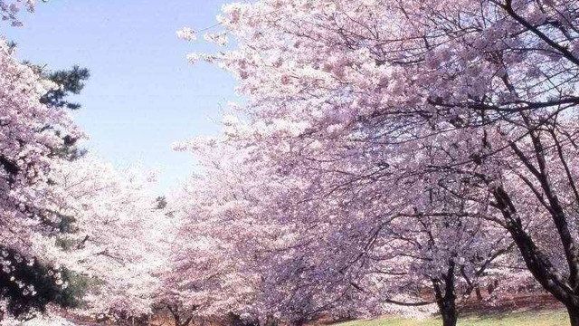 Японская вишня сакура — описание, распространенные сорта, условия выращивания, семенное и вегетативное размножение