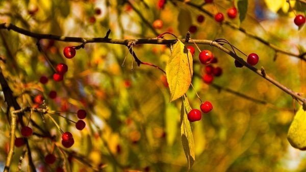 Осенние ветки с плодами