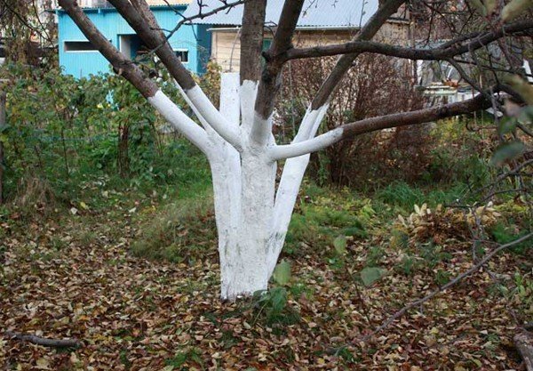 Устойчивая побелка деревьев в саду
