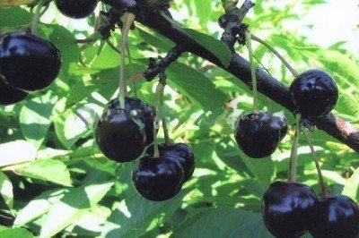 Сорт вишни россошанская черная