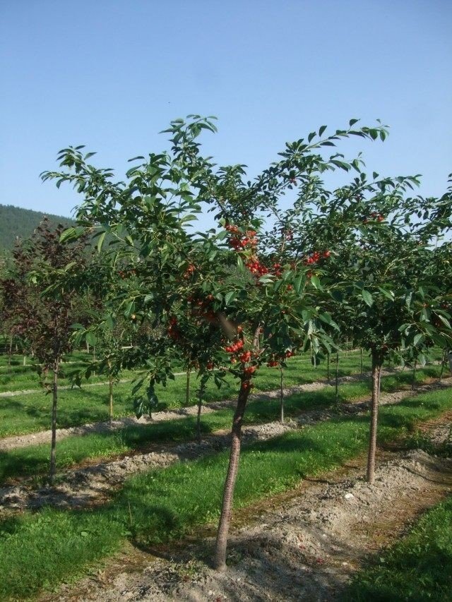 Яблоня декоративная «джон доуни»
