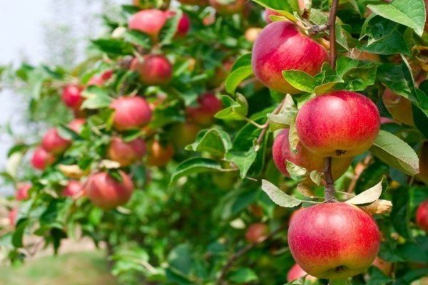 Сорт яблони малиновка