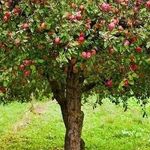 Как правильно посадить яблоню весной в Сибири
