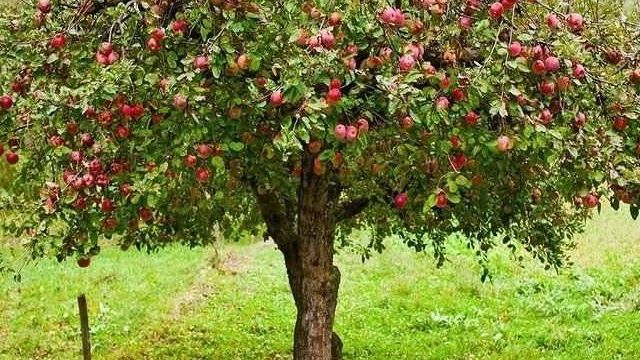 Как правильно посадить яблоню весной в Сибири