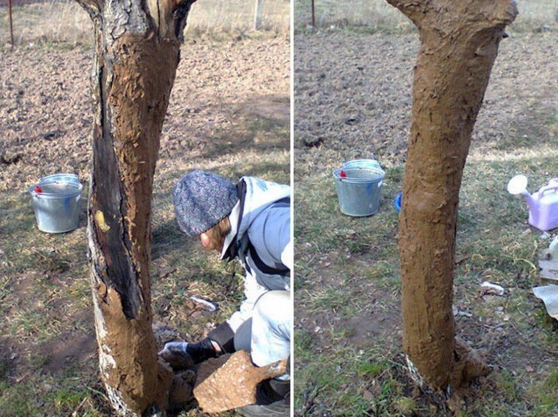 Зачистка коры плодовых деревьев
