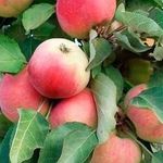 Крупноплодная колоновидная яблоня Кумир