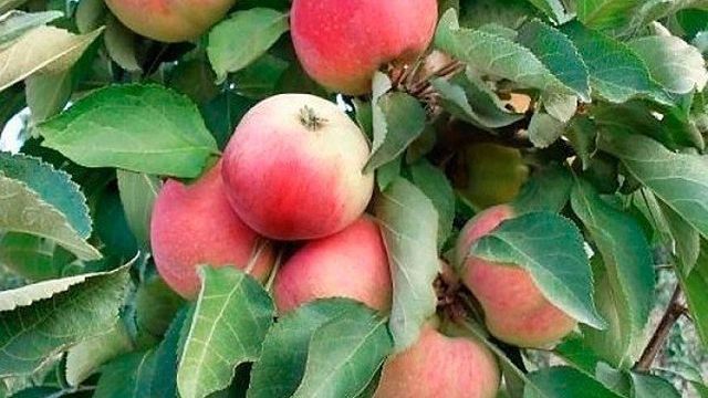 Крупноплодная колоновидная яблоня Кумир