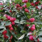 Мелкоплодная яблоня Алтайское багряное