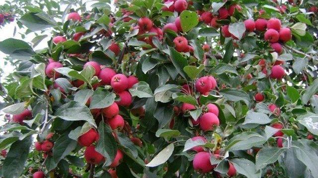 Мелкоплодная яблоня Алтайское багряное