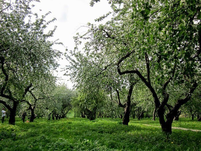 Яблоневый сад коломенское весной