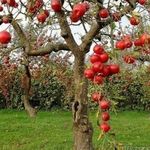 Обрезка яблонь летом – обрезаем молодые и старые растения