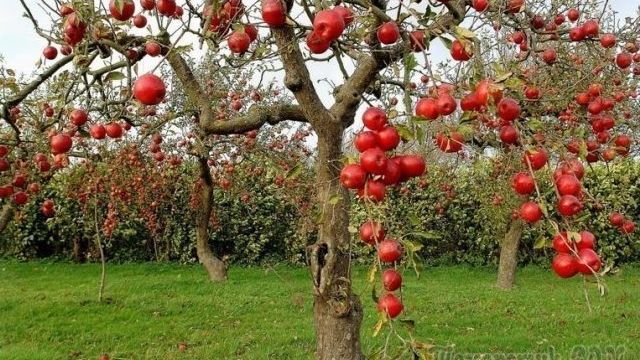 Обрезка яблонь летом – обрезаем молодые и старые растения