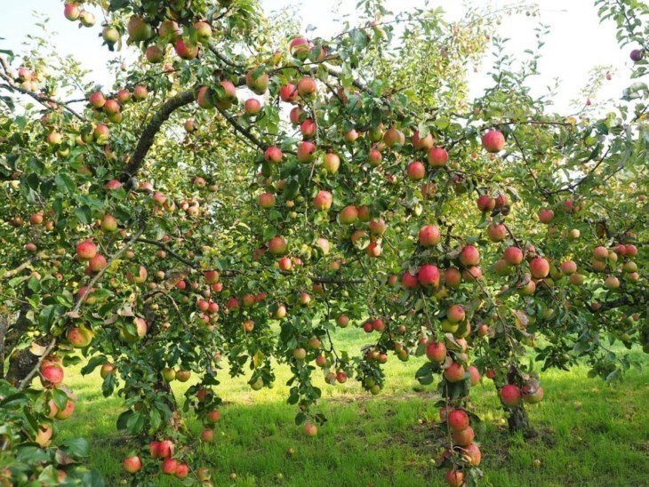 Сорт яблони аркадик