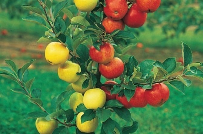 Яблоня горноалтайское дерево