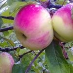 Особенности посадки яблони Десертное Исаева и ухода за ней