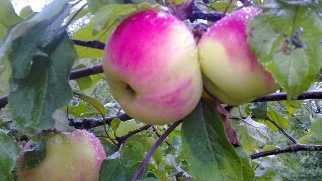 Особенности посадки яблони Десертное Исаева и ухода за ней
