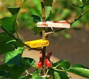 Приспособление для отгибания веток плодовых деревьев