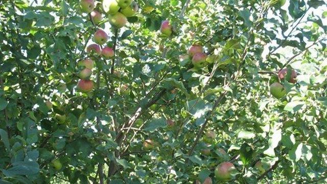 Сорт яблони марат бусурин