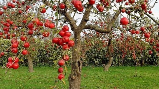 Уход за яблоней
