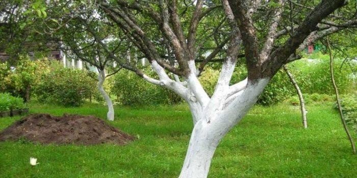Устойчивая побелка деревьев в саду