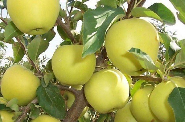 Яблоня голден резистент