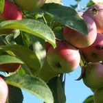 Выращивание и уход за яблоней сорта Елена