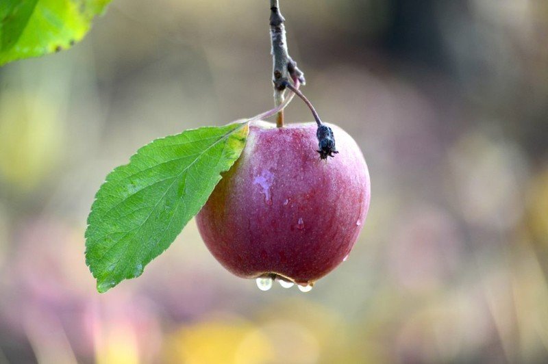 Сорт яблони мельба