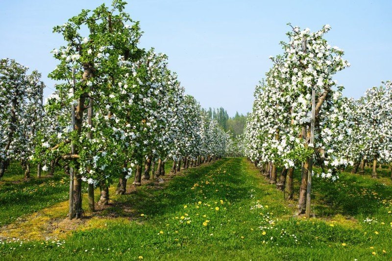 Цветущая яблоня в нормандии