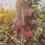 Выращивание яблони Конфетное